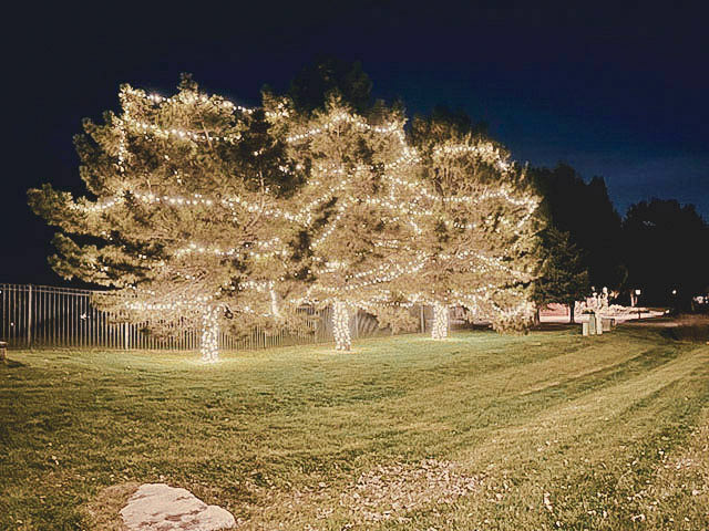 Mature trees with canopies wrapped in warm white lights at night